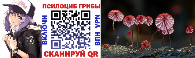 Псилоцибиновые грибы Psilocybe Краснодар